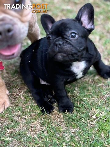 French Bulldog Puppies .. Ready to go end of October