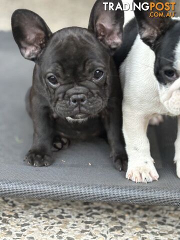 Beautiful  French Bulldog Puppies