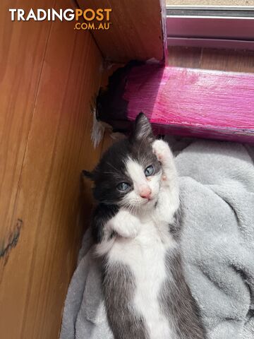 Adorable 7 week old kittens looking for their new forever home