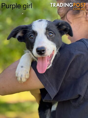 Border collie puppies