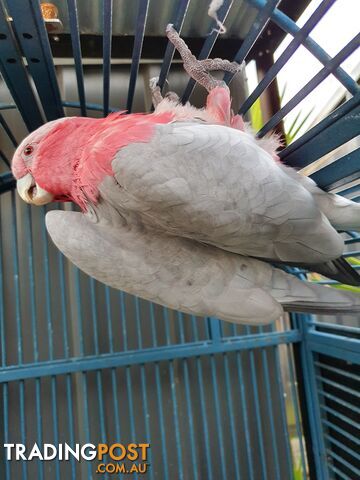 Galah and cage for sale