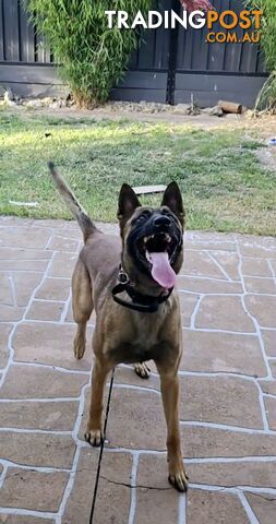 Belgian Malinois