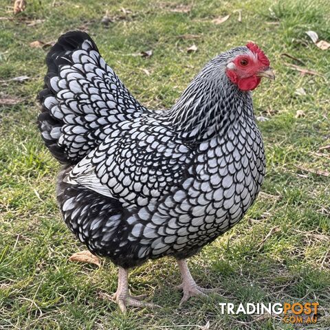 Purebred Silver Laced Wyandotte Chicks – $20 | Regular Hatches