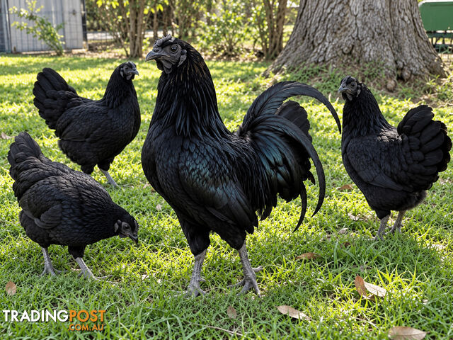 Purebred Sumatra Chicks - Rare Heritage Breed