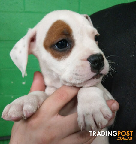 Aussie Bulldog X English Staffy Pups