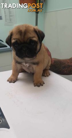 Pug trading sale post