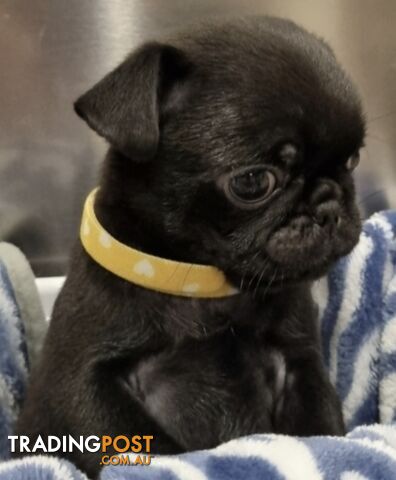 Trading post pug store puppies