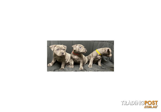 Staffordshire Bull Terrier puppies for sale