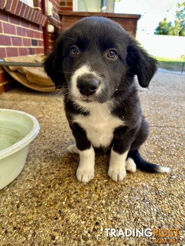 Border Collie x Aussie Shepherd pups