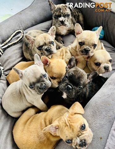 4 French Bulldog Puppies Looking for Homes