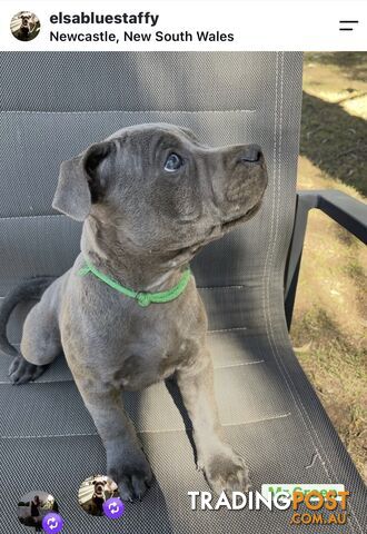 Perfect Pups - photo 4 of 4