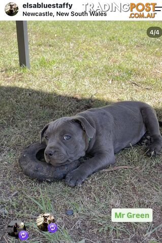 Perfect Pups