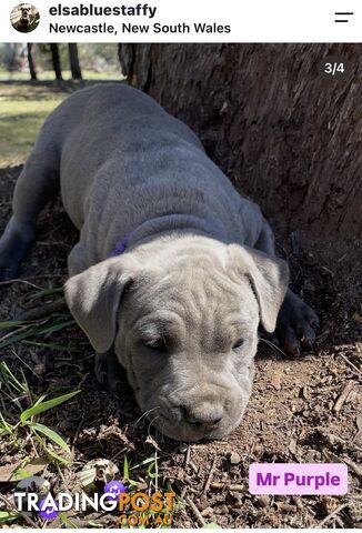 Perfect Pups - photo 2 of 4