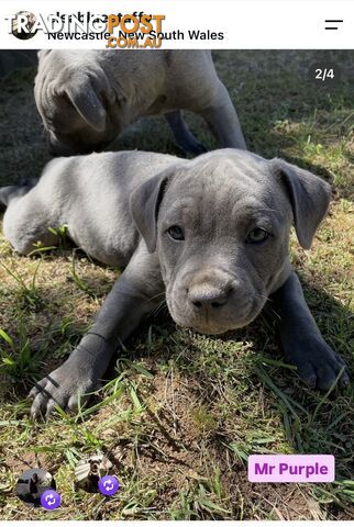 Perfect Pups - photo 3 of 4