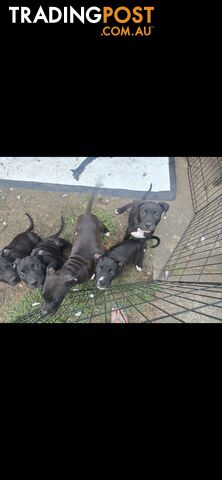 American Staff puppies 4female, 4 male