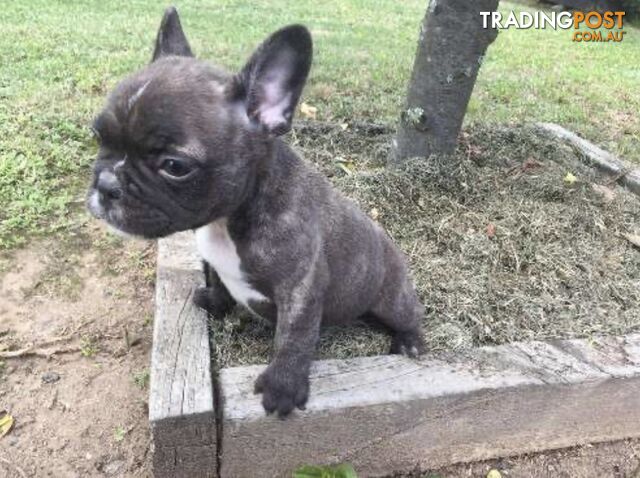 French Bulldog Puppy For Sale