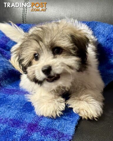 Maltese x Shih Tzu Puppy