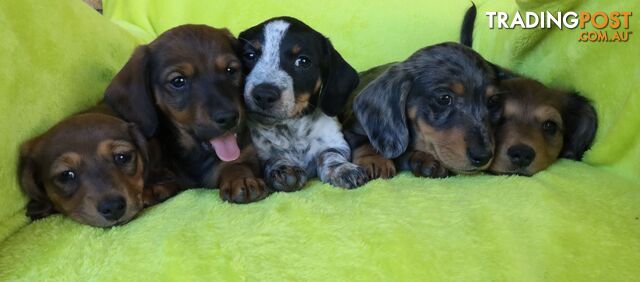 Beautiful Dapple Dachshund puppies