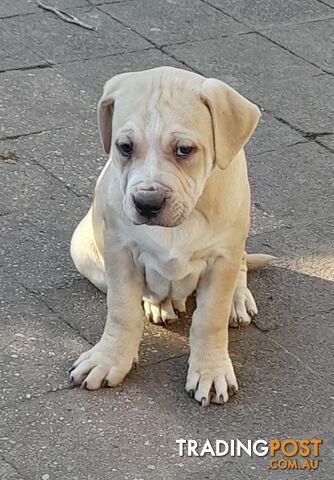 Amstaff Staff Cross Pups