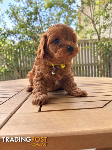 Cavoodle Puppies Melbourne – 4 Beautiful Female Puppies – Armadale VIC