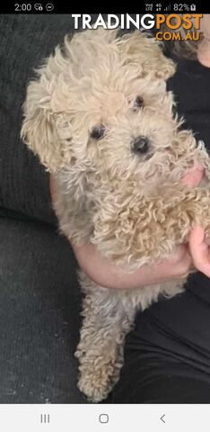 2 male pure Toy Poodle gorgeous puppies