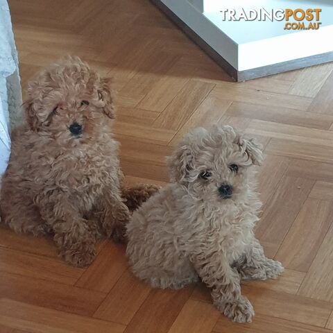 2 male Toy Poodle gorgeous puppies