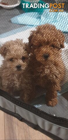 2 male Toy Poodle gorgeous puppies