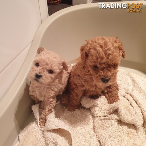 2 male Toy Poodle puppy 8 weeks old