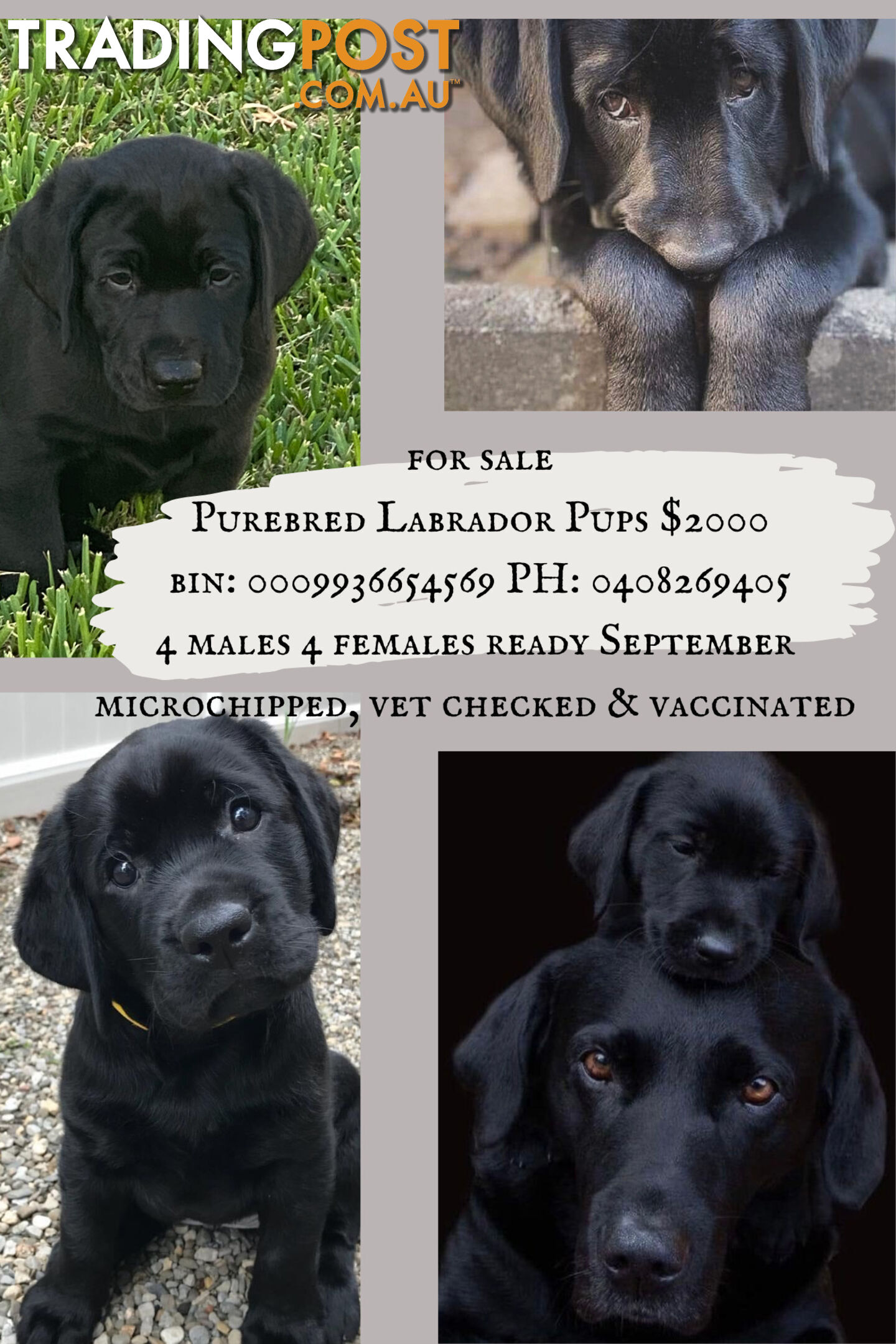 Purebred Labrador Puppies