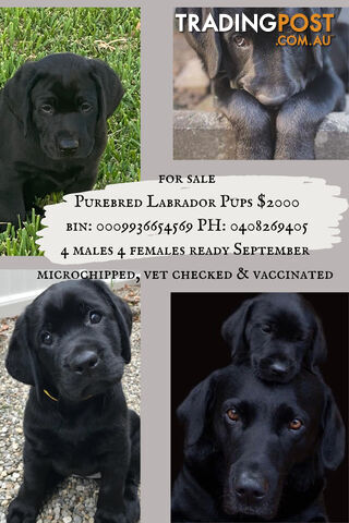 Purebred Labrador Puppies