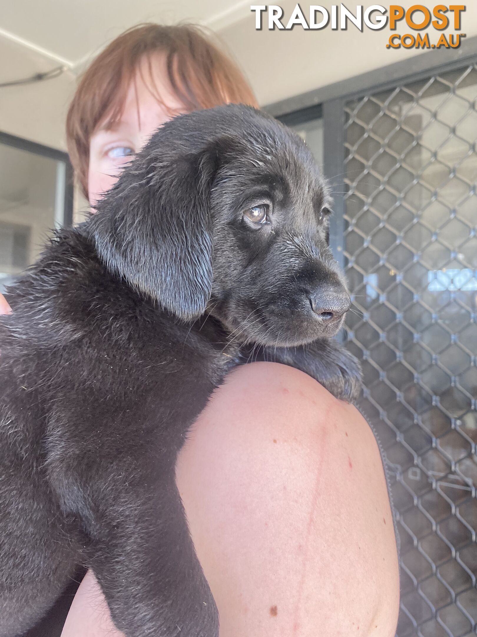 Purebred Labrador Puppies