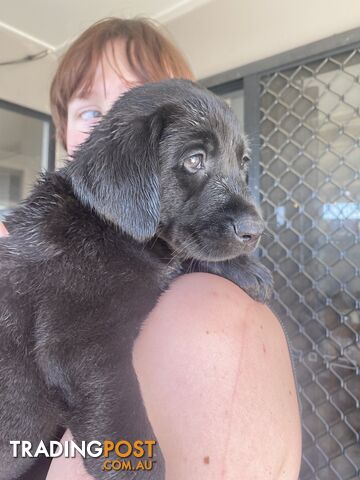 Purebred Labrador Puppies