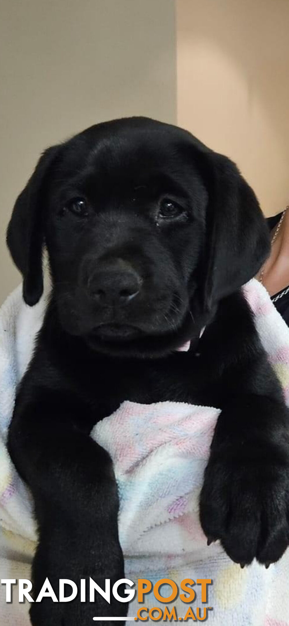 Purebred Labrador Puppies