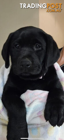 Purebred Labrador Puppies