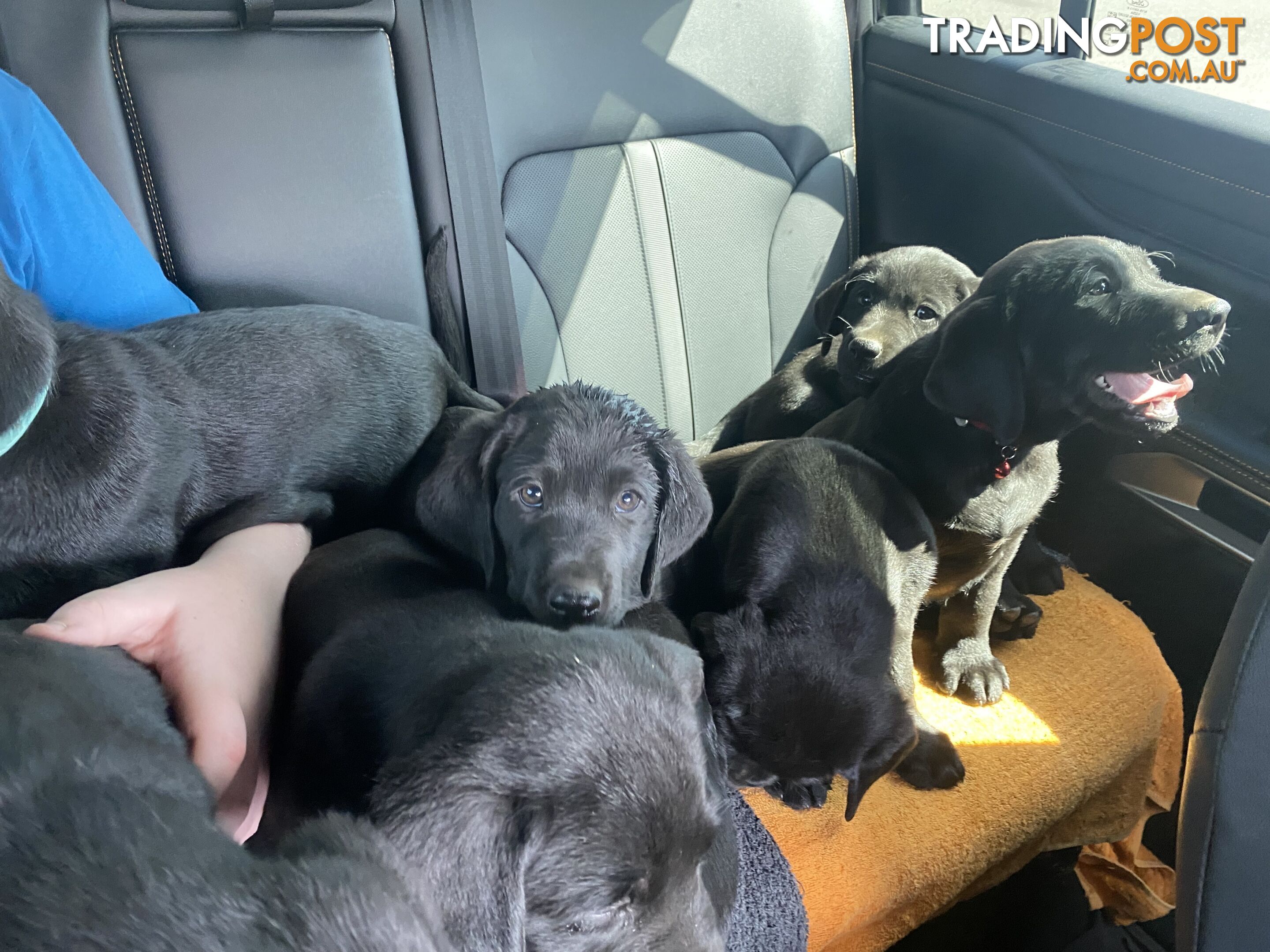 Purebred Labrador Puppies