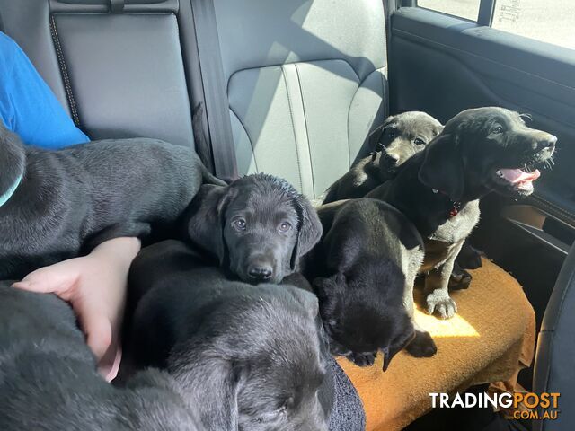 Purebred Labrador Puppies