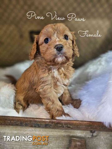 Cute cavoodles