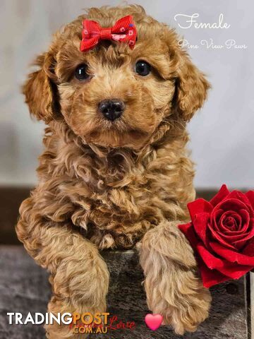 Cavoodle  gems are better than diamonds