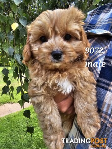 Golden spunky cavoodles