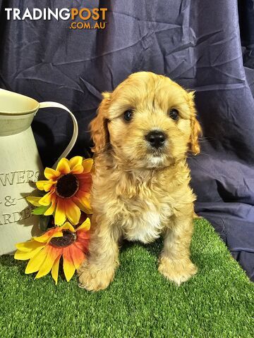 Golden spunky cavoodles