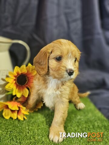 Golden spunky cavoodles