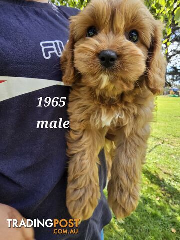 Golden spunky cavoodles