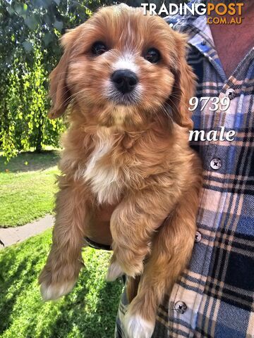 Golden spunky cavoodles