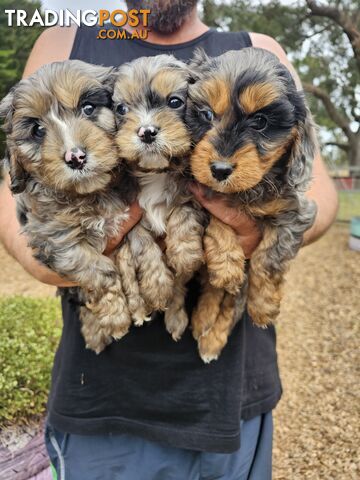 Stunning colourful cavoodles