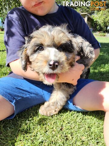 Stunning colourful cavoodles