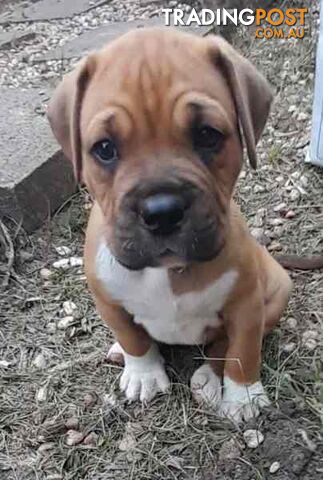 Dougue De Bordeaux Cross American Johnson Bulldog Puppies