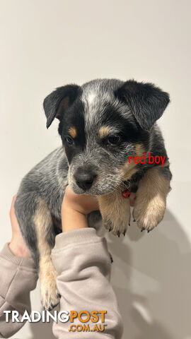 Pure bred blue heeler pups ready for new homes!!