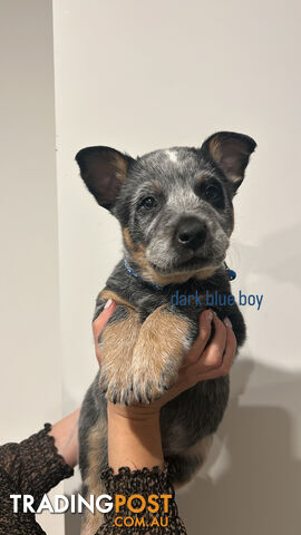 Pure bred blue heeler pups ready for new homes!!