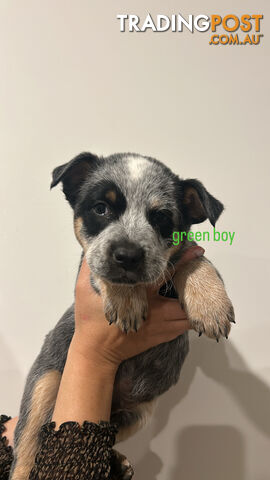 Pure bred blue heeler pups ready for new homes!!