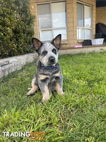 Pure bred blue heeler pups ready for new homes!!